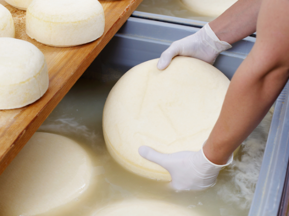 Les meules de fromage sont baignées pendant un certain temps dans de la saumure. 